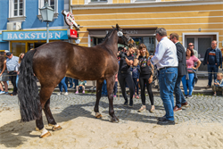 Pferdemarkt+Peuerbach
